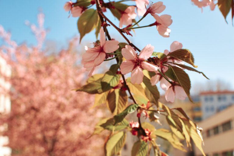 kirschblüten - Berlin