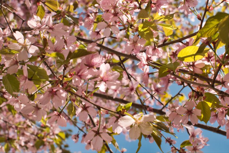 Kirschblüten - Berlin