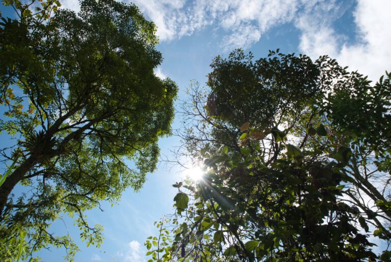bali - natur
