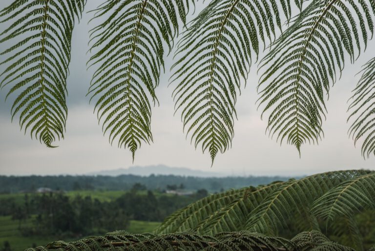 bali - farn