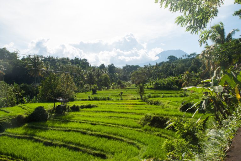 bali - reisfelder