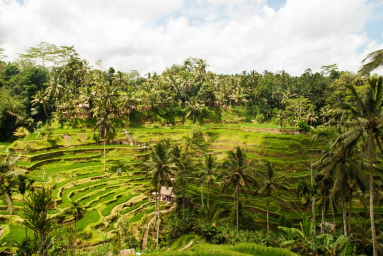bali - reisfelder